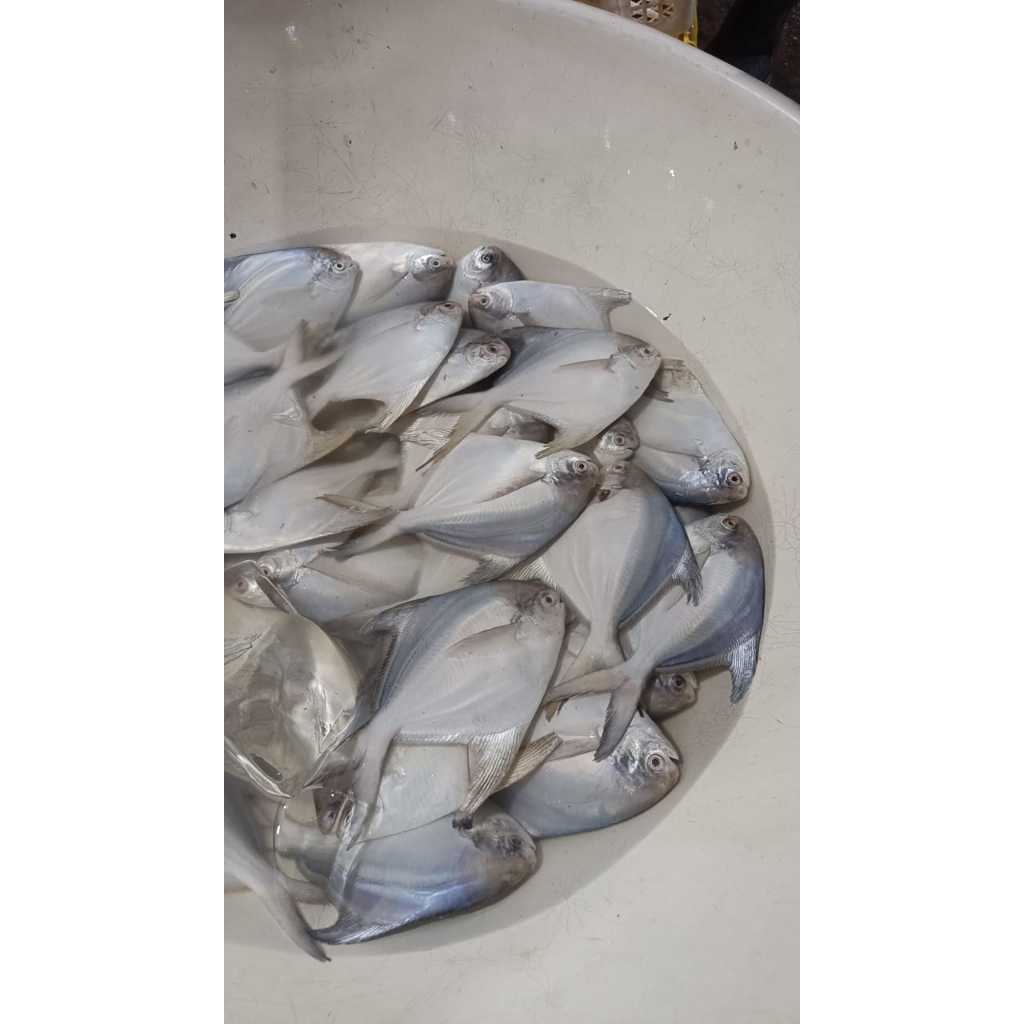 

BAWAL PUTIH 1KG