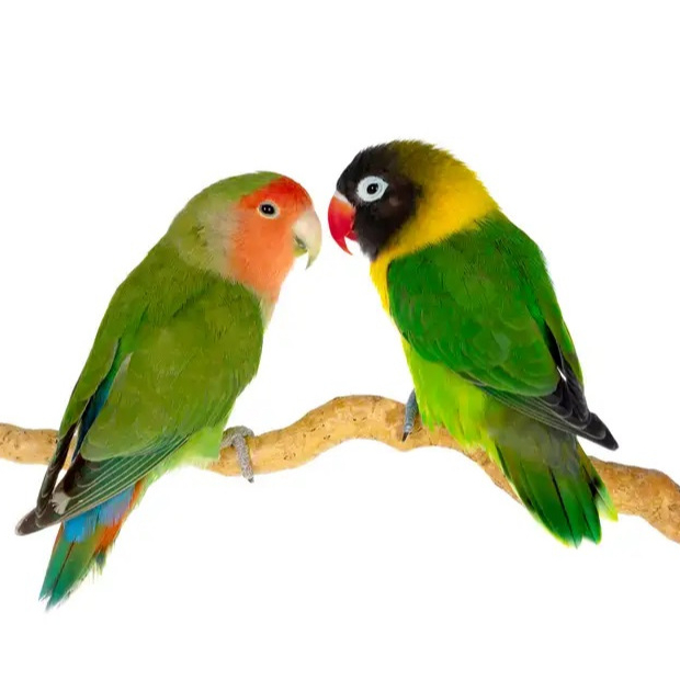 Burung Lovebird Sepasang Non Klep Green Red Face x Dakori
