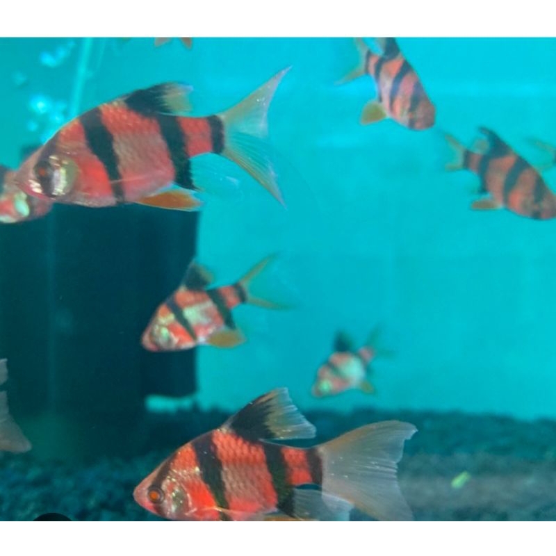 

HIASAN AQUARIUM/SUMATRA GLOWFISH SLAYER