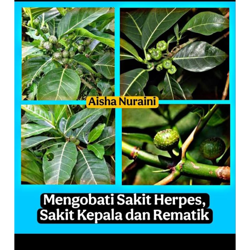 

herbal daun awar awar 1kg