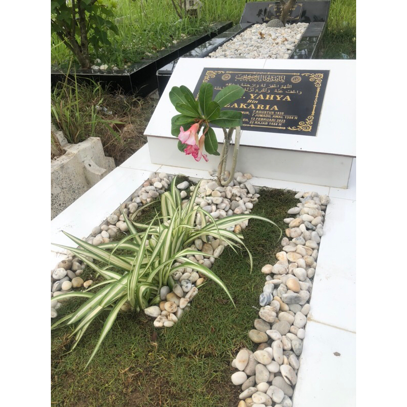 Rumput jepang cocok untuk kuburan Ukuran 20 x 20 cm