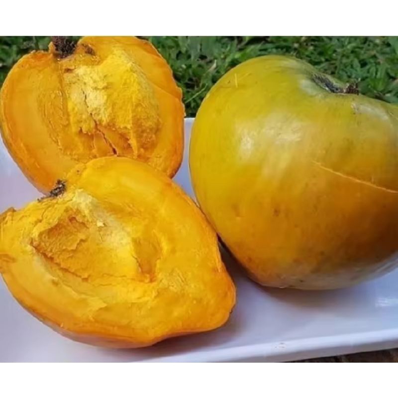 

BUAH ALKESA CAMPOLEH SEGAR 1 KG