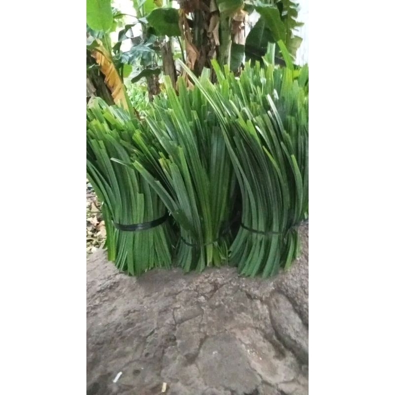 

1 kg daun pandan wangi freshh segar di petik setelah ada pesanan