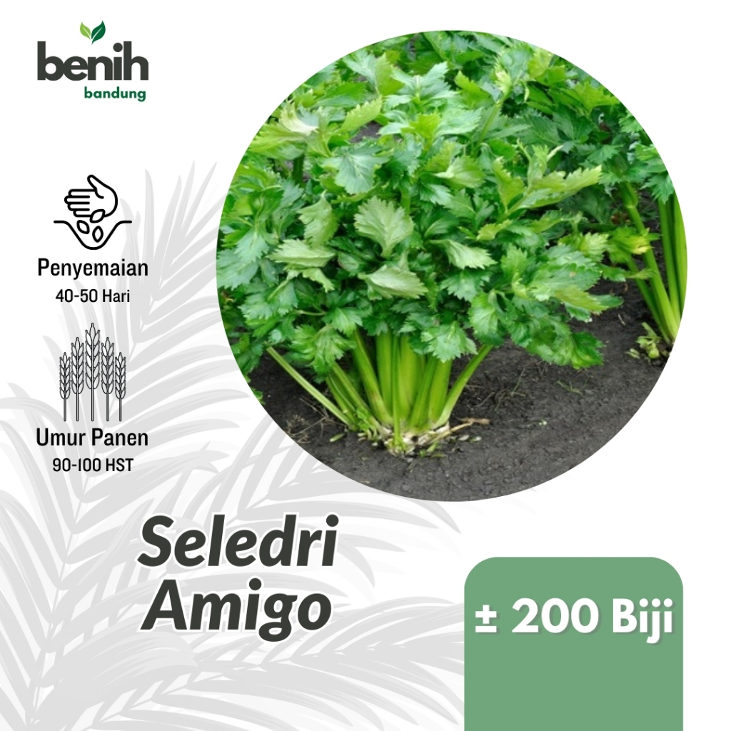 200 Benih Seledri Hijau Bibit Tanaman Sayuran Hidroponik