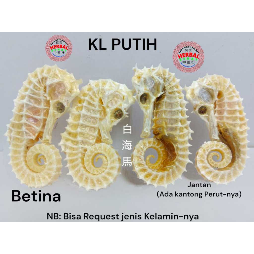 

1 Ekor Kud4 Laut Putih / Kuda / Laut Per Ekor Herbal Kl Hai Ma Kering Super Laut - Haima