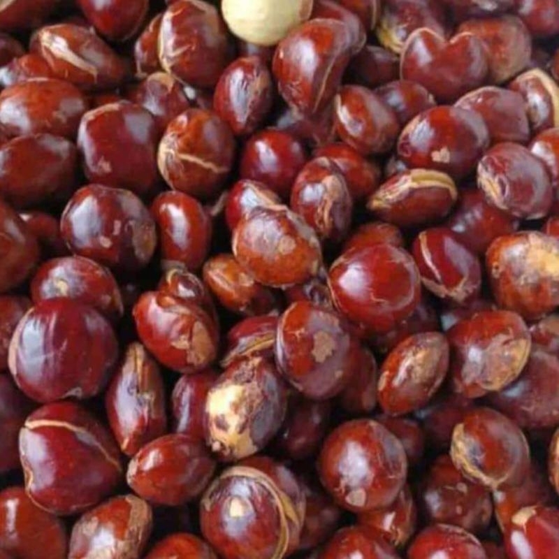 

Jengkol Tua 1 Kilogram