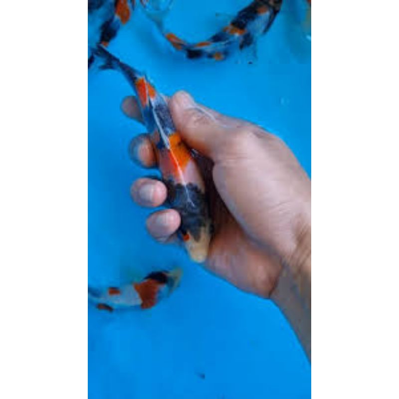 koi Showa/koi Blitar size 10-12 cm warna cantik