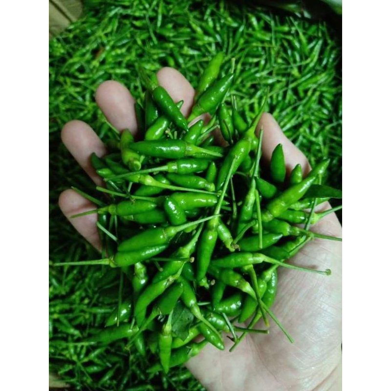 

Cabe Rawit Hijau Cabe Ijo Fresh