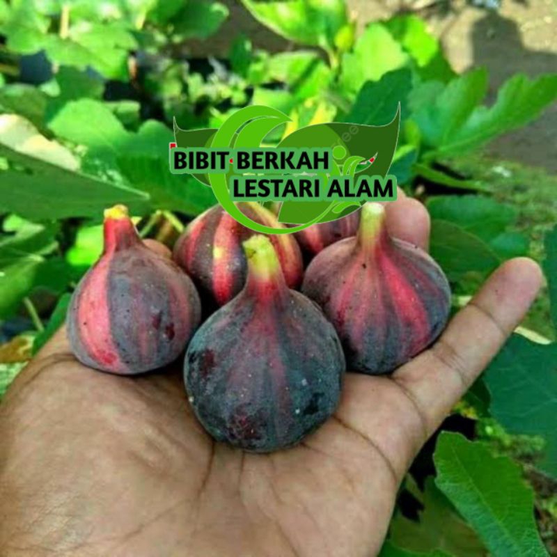 Bibit Buah Tin BNR ( Bardissote Negra Rimada ) Super