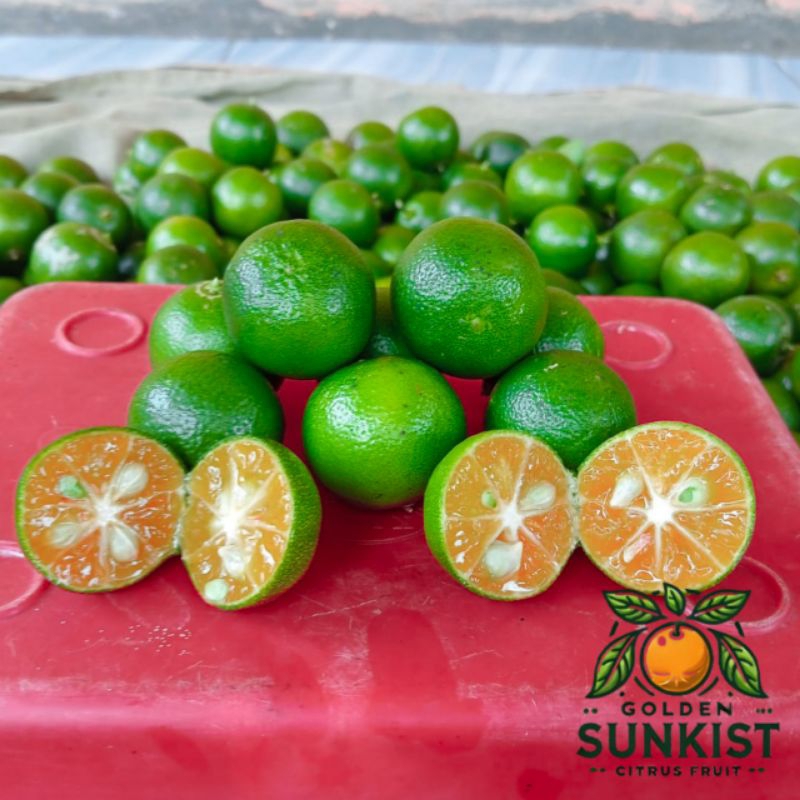 

2kg ukuran besar jeruk sonkit kasturi kunci lemon cui