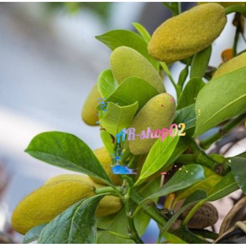 babal nangka muda / tongtolang | babal nangka muda fress per 1 biji