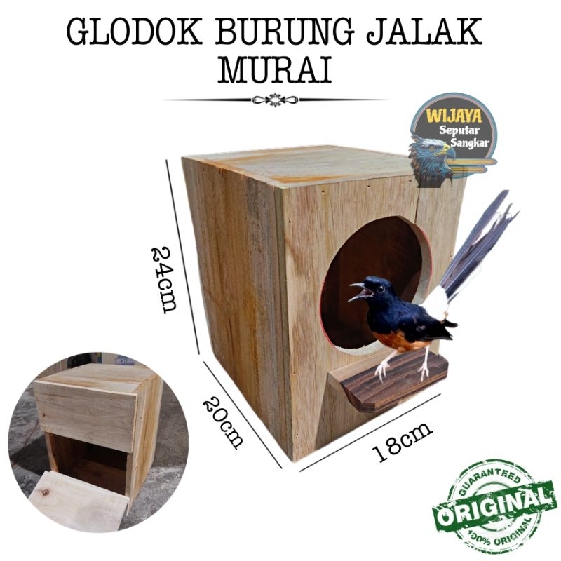 Glodok burung murai jalak sonokeling