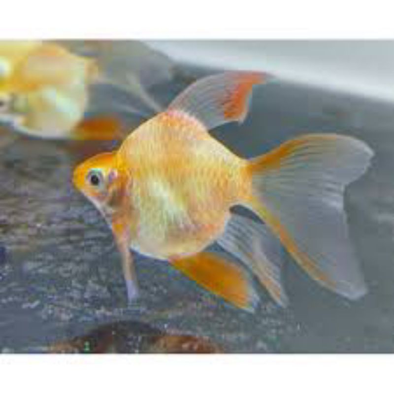 IKAN HIAS SUMATRA ALBINO BALON SLAYER