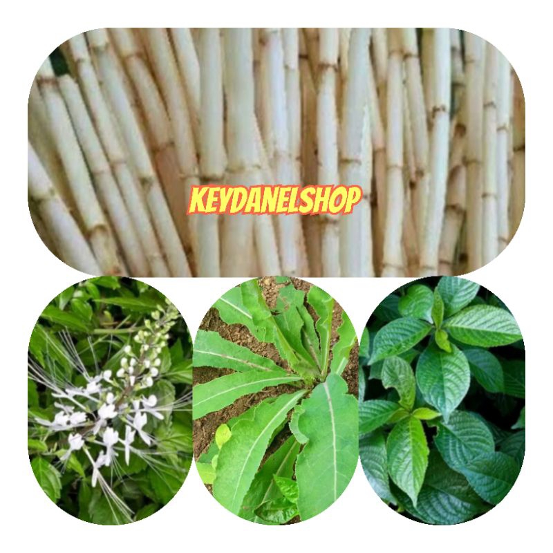 

Paket KOMPLIT batu ginjal terdiri dari empat jenis herbal