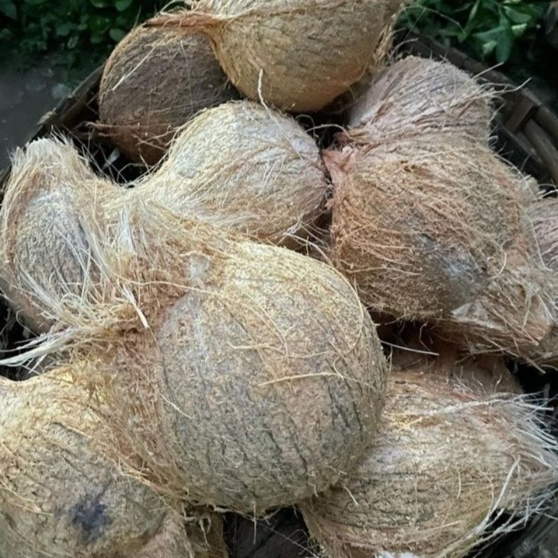 

kelapa tua untuk aneka sayur,minuman,kue kue.dll
