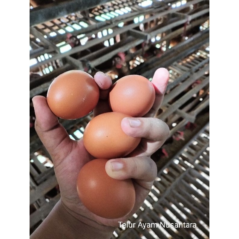

Telur Ayam Negri, Segar dan berkualitas