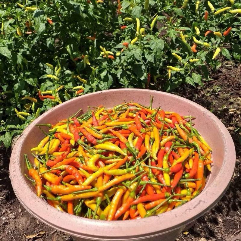 {5 Gram} Benih Cabe Lokal Minahasa Kemasan 5 Gram