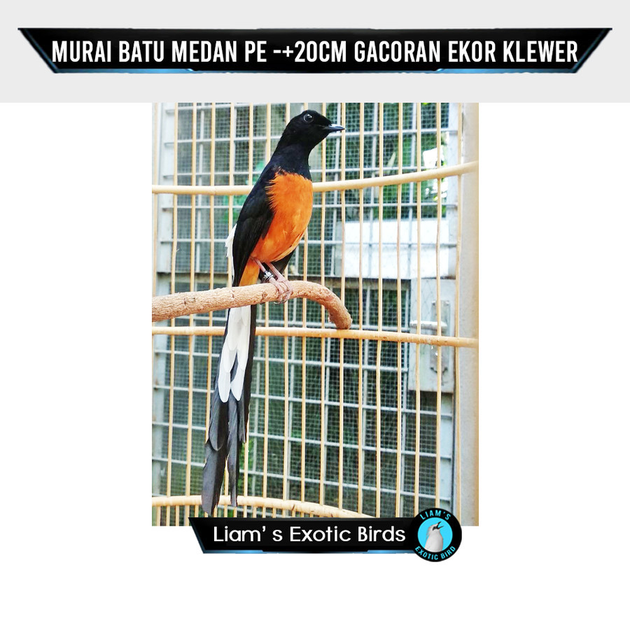 Murai Gacoran Non Gembung Medan