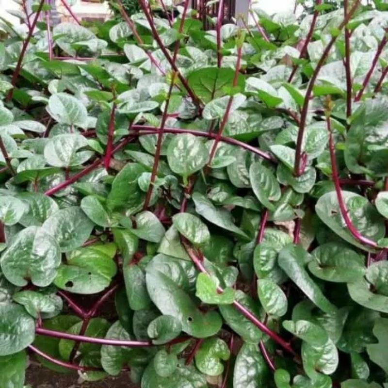 

daun binahong fresh per50 lembar