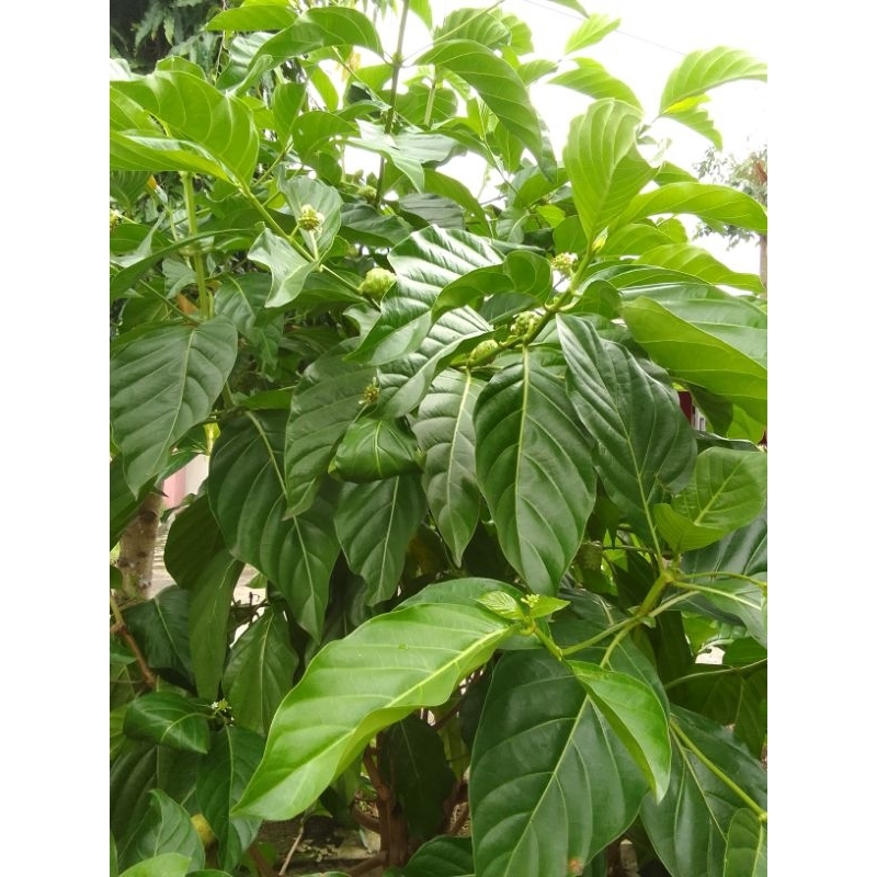 

Daun Pace / mengkudu segar obat herbal 10 lembar