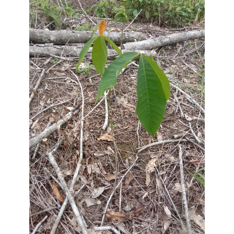 bibit karet unggul cabut