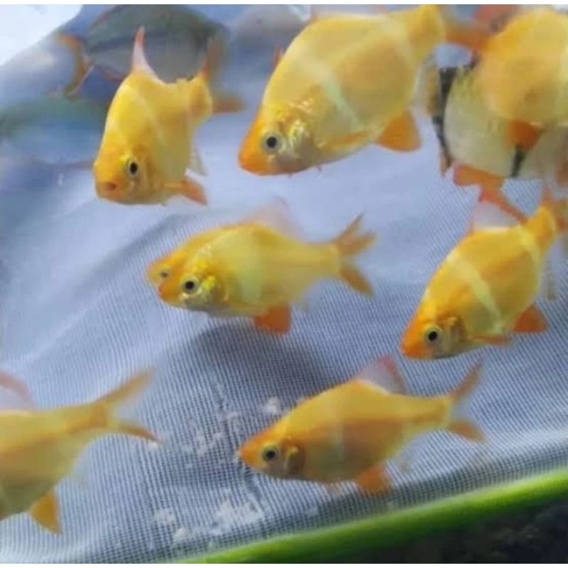 

HIASAN AQUARIUM/SUMATRA TIGER ALBINO