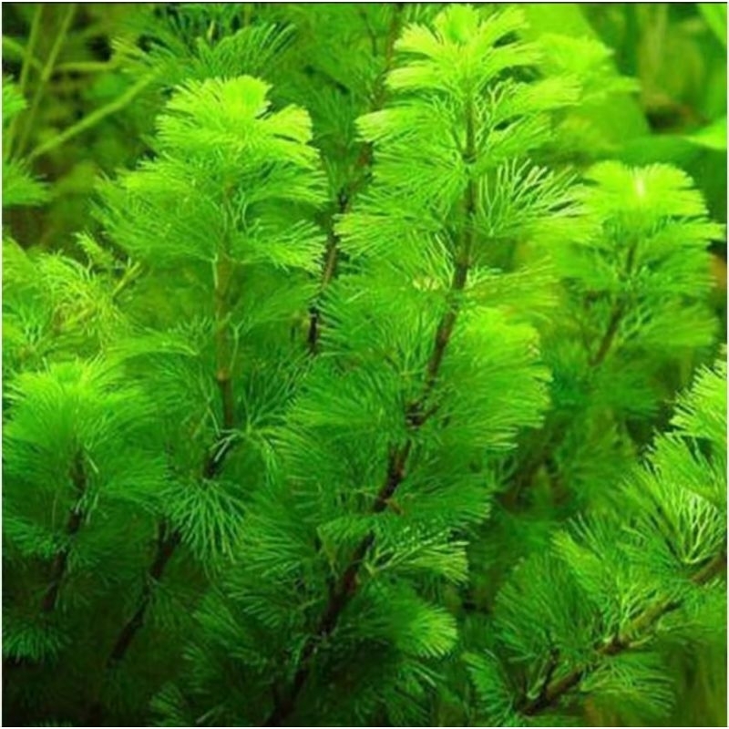 cabomba green aquascape / tanaman air cabomba / cabomba red / tanaman akuascape