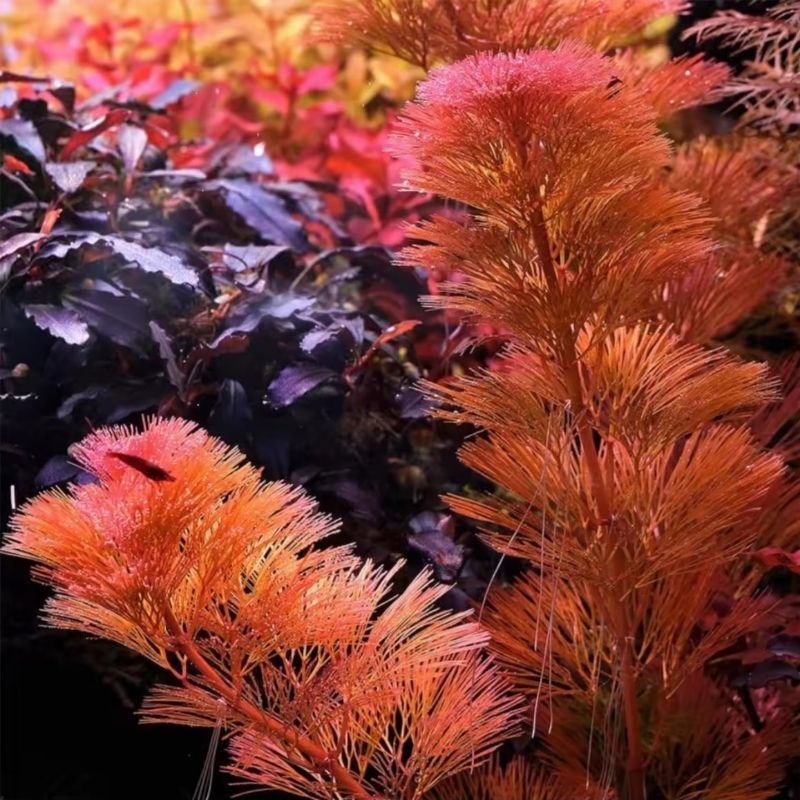 cabomba red aquascape / cabomba green / tanaman aquascape / cabomba / tanaman akuarium