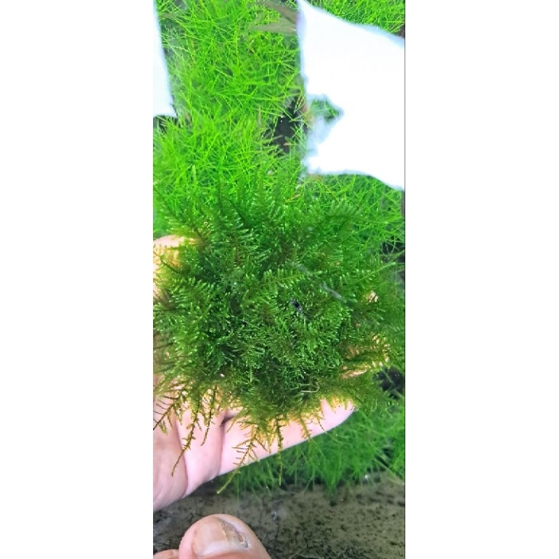 wabikusa mos peacock