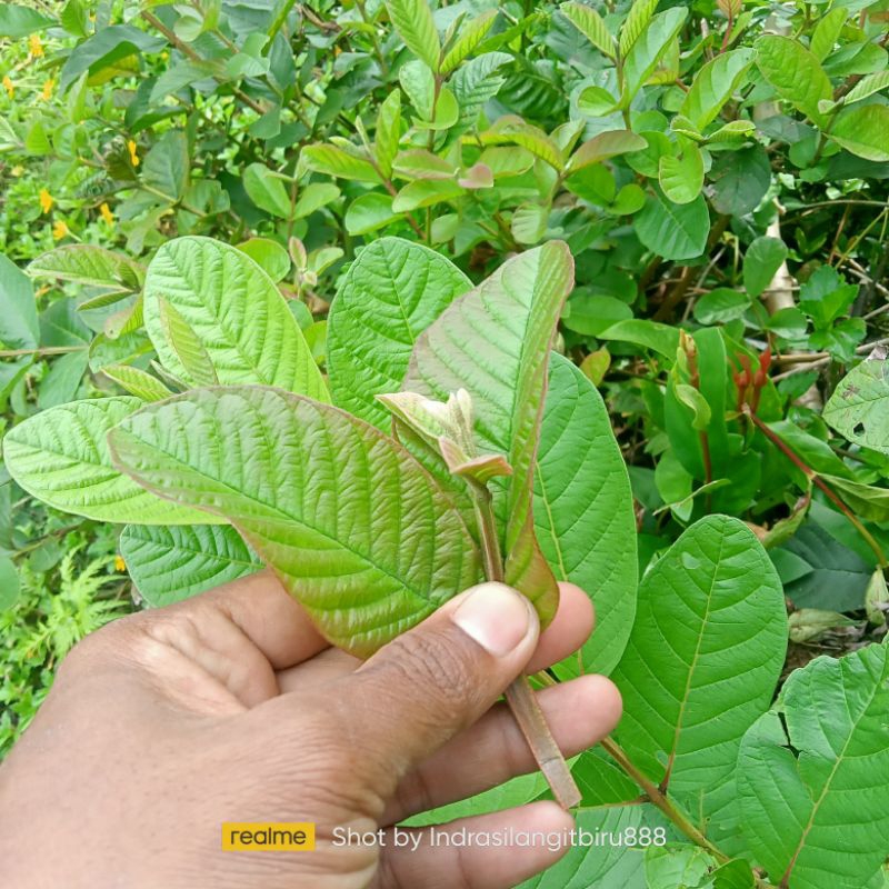 

Daun jambu biji muda segar spesial (kemasan 100gram)