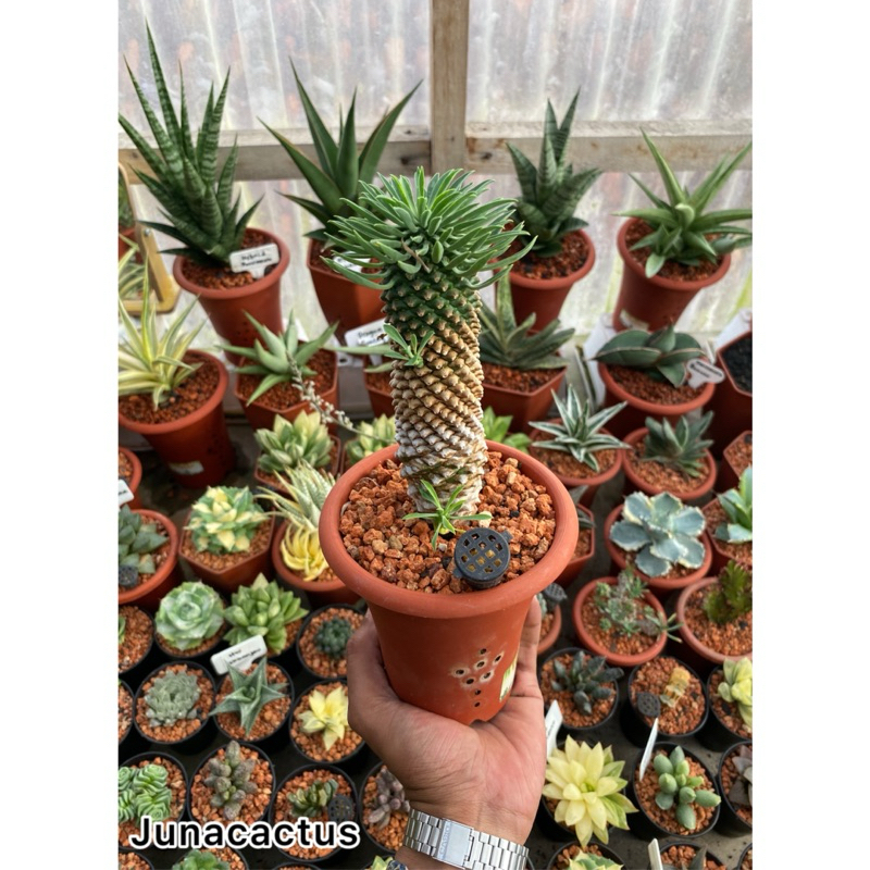 Euphorbia sotetsu kirin besar