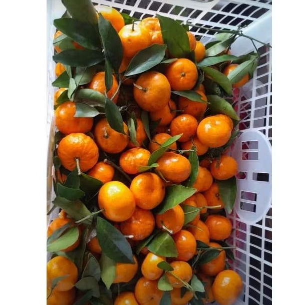 

Jeruk Santang Daun 1kg