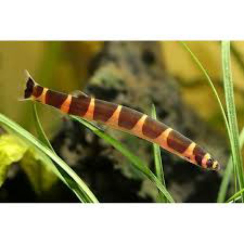 IKAN HIAS aquascape KUHLI LOACH ikan tali tali size 5cm KHUSUS INSTANT