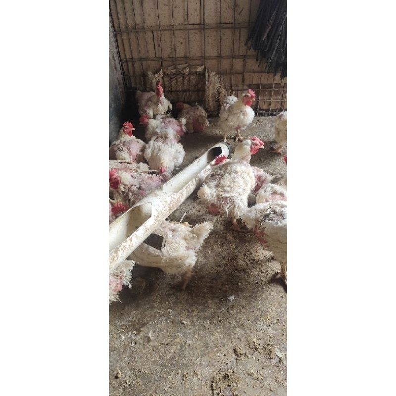 

ayam Peren/ayam tua berat kurang lebih 3.8 kg- 4 kg