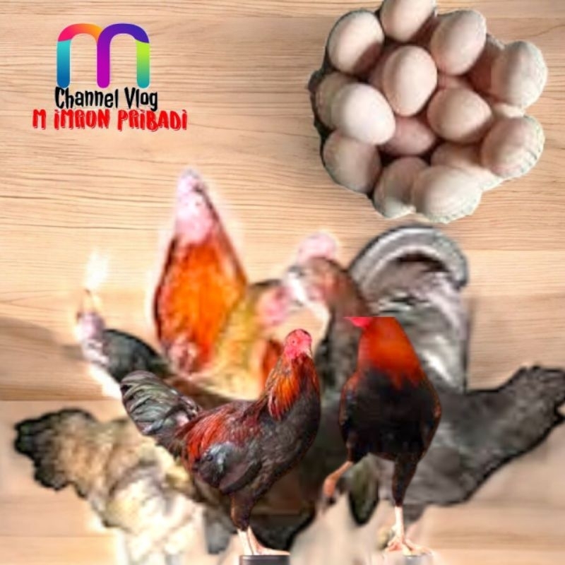 

IMRON PRIBADI Paket 50 Pcs TELUR FERTIL AYAM KUB2 Jalur PEDAGING Kwalitas Super Jaminan Menetas Hasil Peternak Profesional