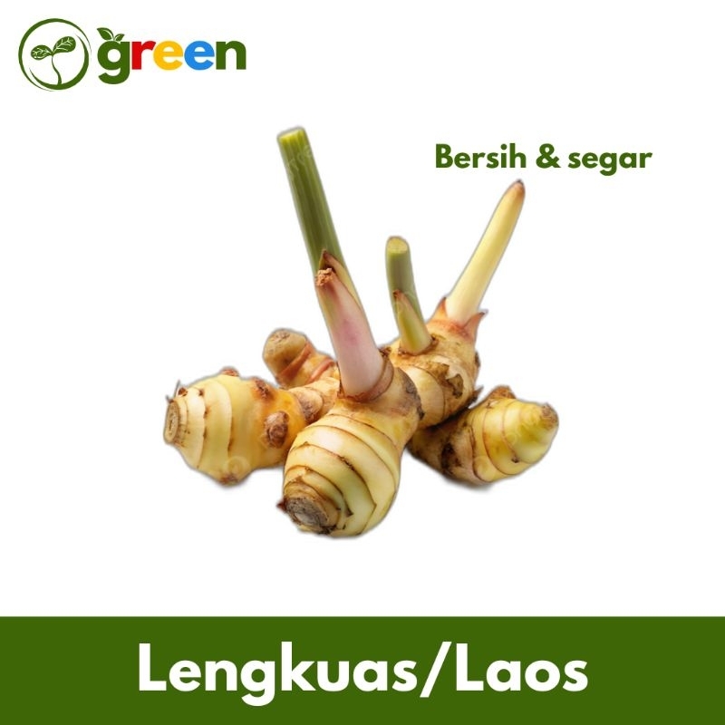 

Lengkuas