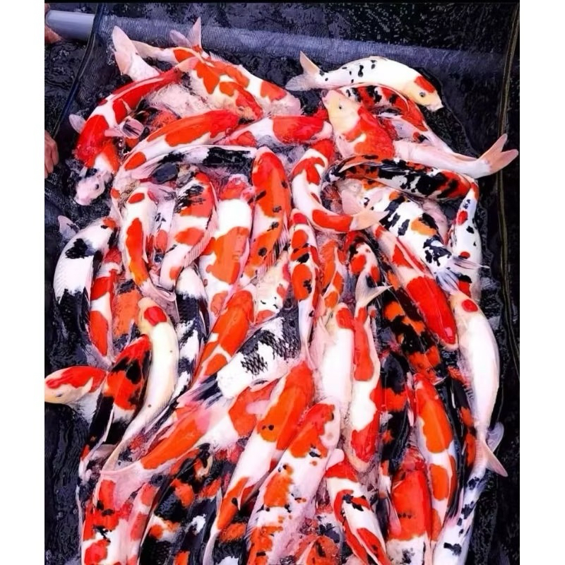 

paket 3 ekor koi mix berkualitas ukuran 30-40cm