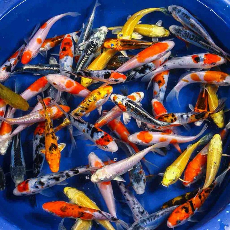 

paket 6 ekor koi mix berkualitas