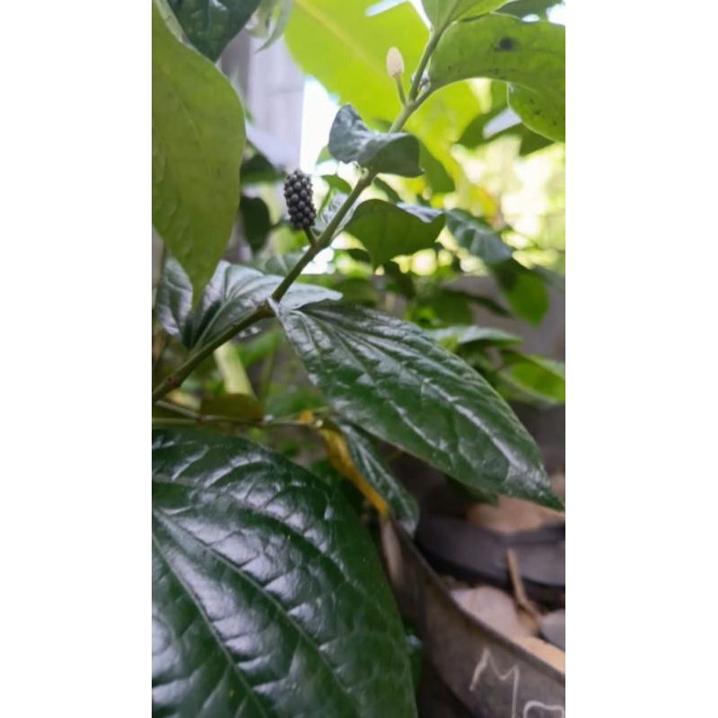 

daun karuk segar per 100 lembar