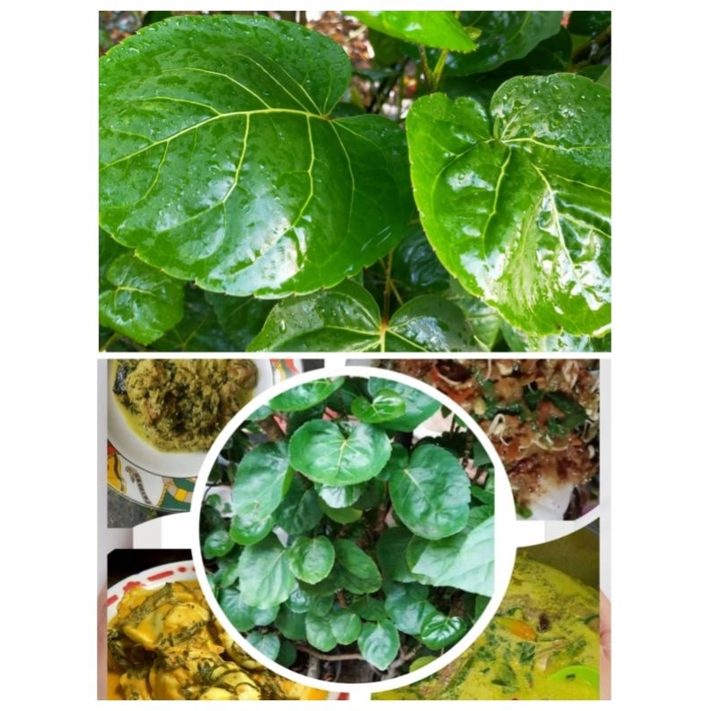 

Daun Mangkokan Segar Organik - Per Lembar