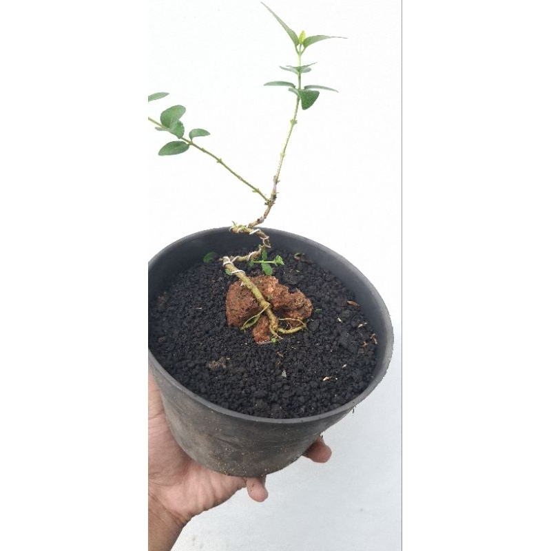 bonsai sancang on the rock