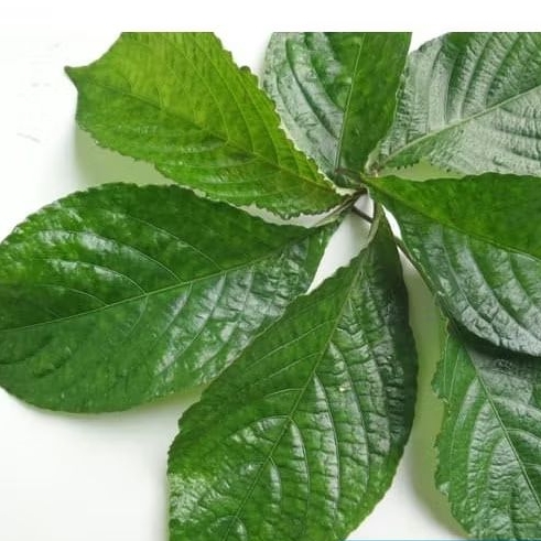 

Daun Keji Beling Segar/pecah beling perlembar