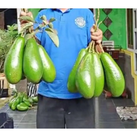 Tanaman Alpukat Aligator Berbunga 300