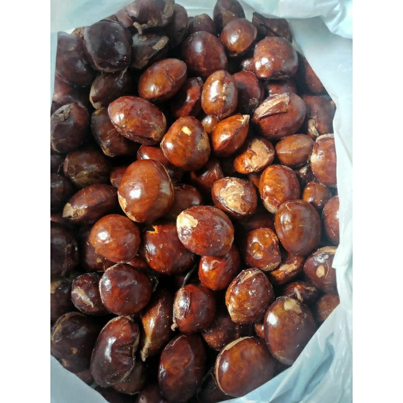 

jengkol tua besar