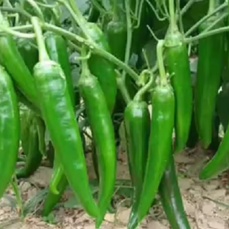 

cabai tanjung hijau segar 1kg//cabai tanjung besar segar fresh//cabai tanjung hijau