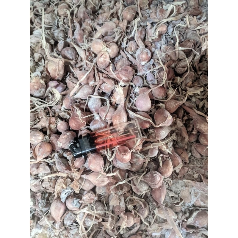 

Bibit bawang merah TAJUK A1 (LABUH 1) Rogol bersih