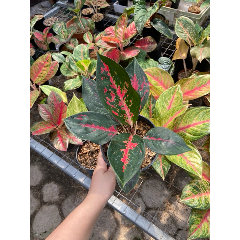 Aglaonema Suksom Batik