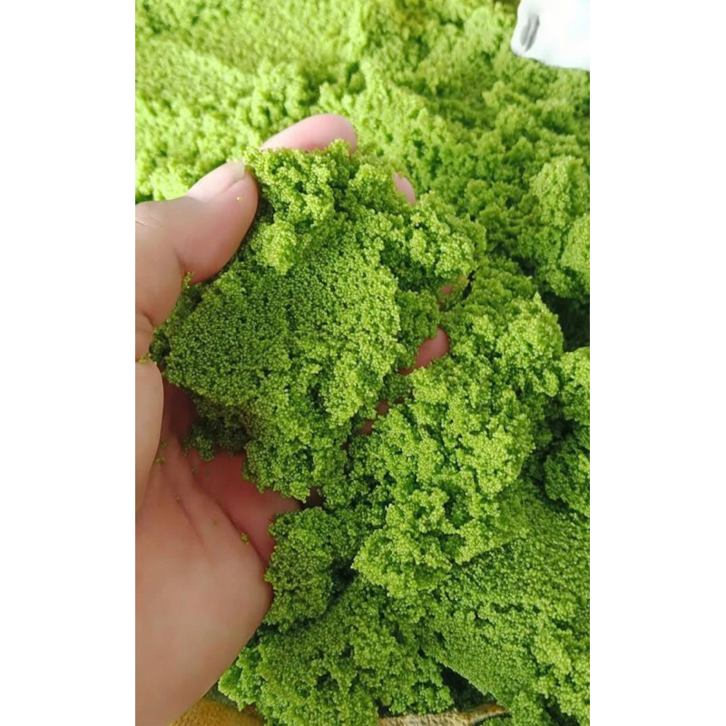 wolfia wolffia 500g pakan alternatif ternak dan ikan