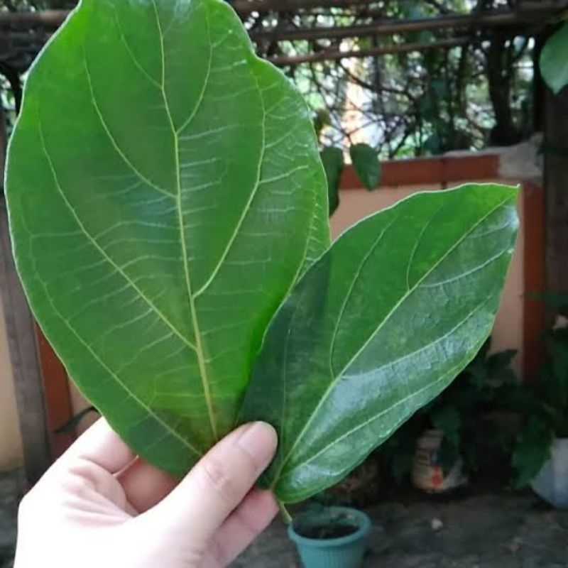 

Daun cincau asli 100%