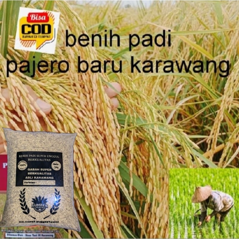 benih padi baru CIHERANG PAJERO kualitas unggul. 5kg